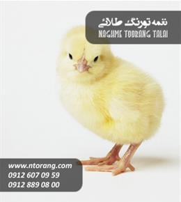 جوجه گوشتی راس ماهان